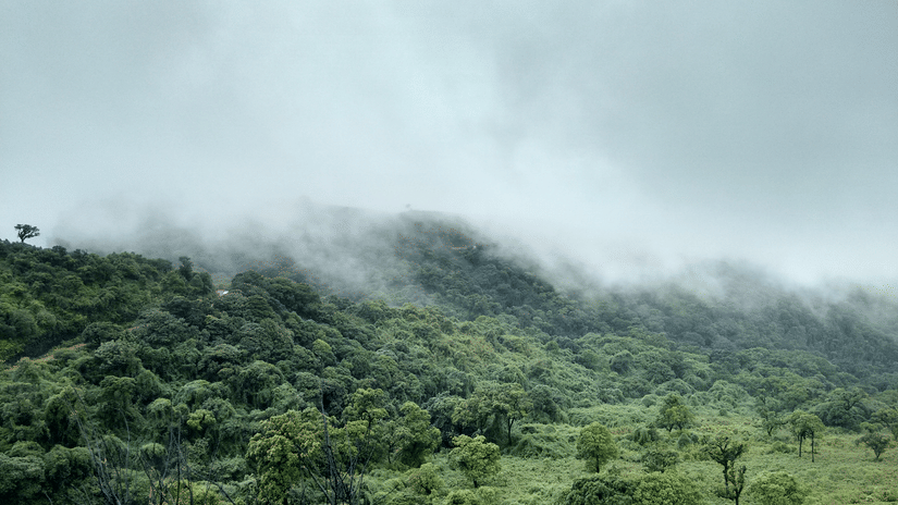 An overview of the lush green Baba Budan Giri hill, where Chikmagalur coffee began, covered with dense fog.