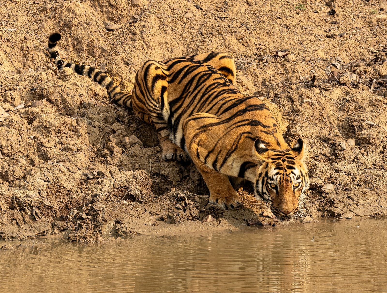 A Bengal water drinking water from a pond near Trees N Tigers, Tadoba.