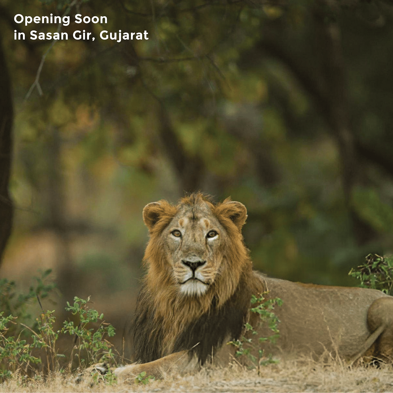 Image of a lion in the wild looking into the camera as the text on the image says Opening Soon in Sasan Gir, Gujarat