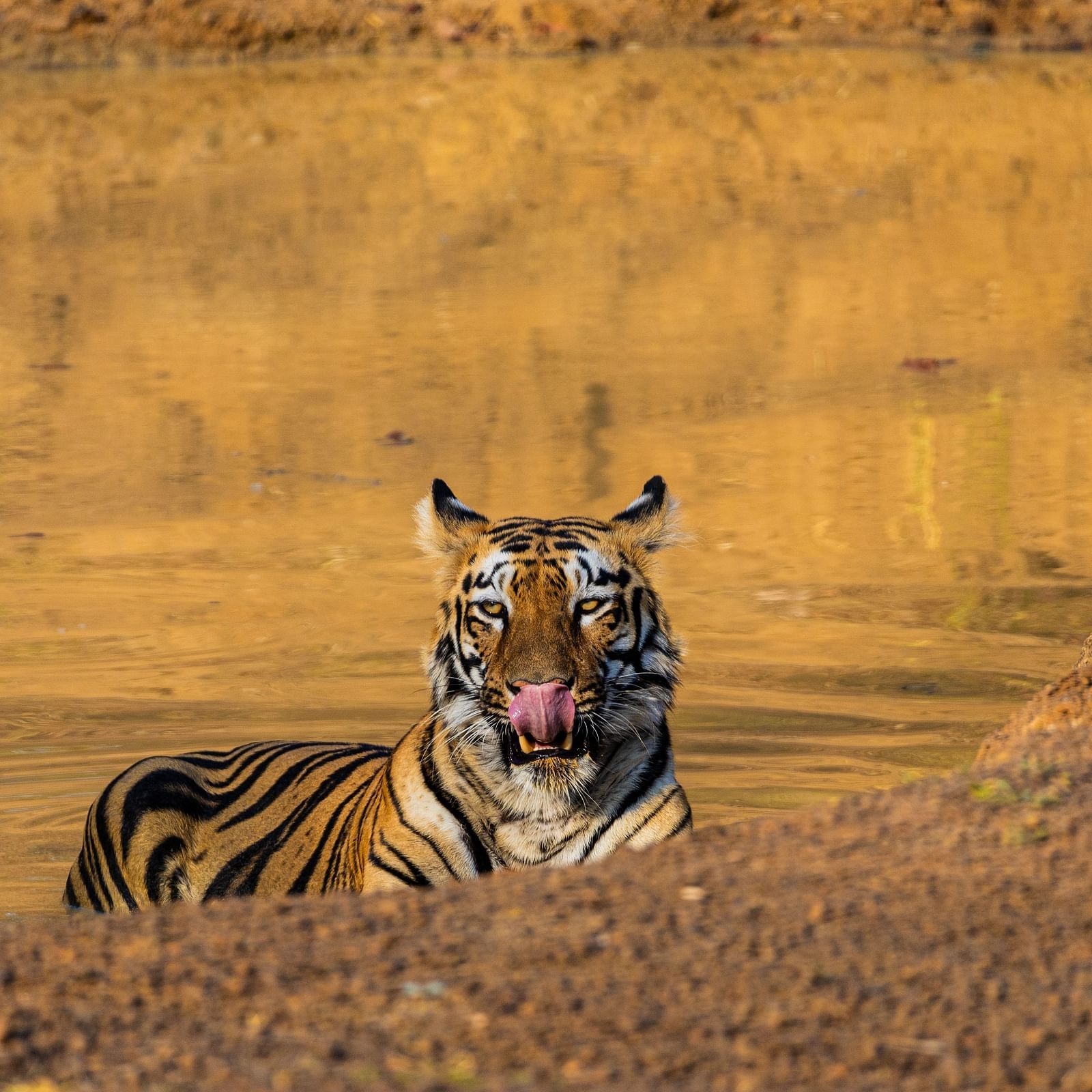 A Bengal tiger sitting and looking at the camera at Trees N Tigers, Tadoba.