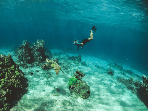 A person snorkelling in clear water, exploring coral reef.