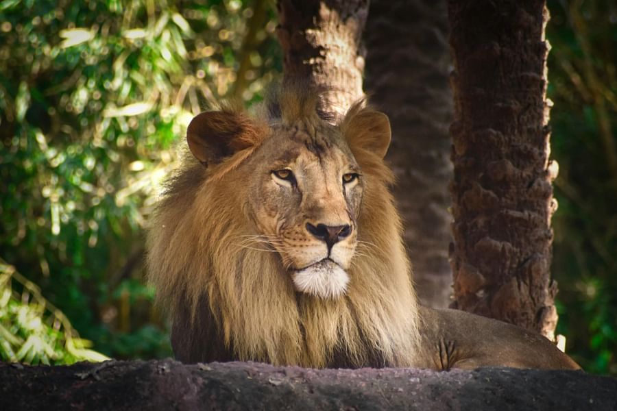 A male lion staring in the distance