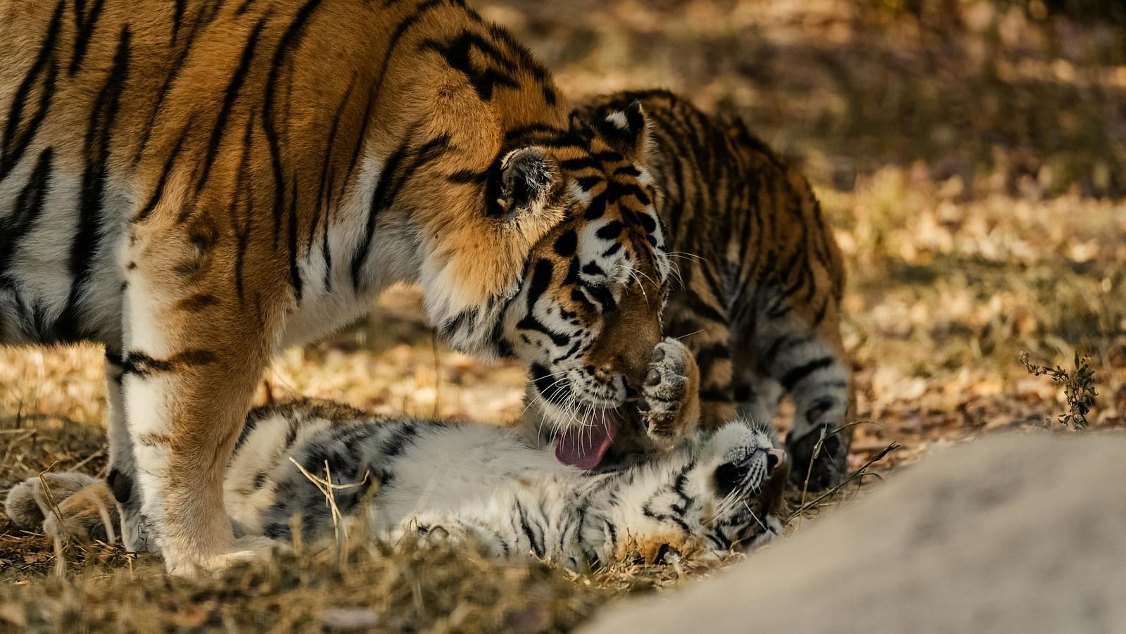 A Bengal tiger gently interacting with its playful cub on a grassy forest floor and a rock can also be seen in the front.
