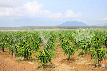 A view of a plantation with a mountain in the backdrop on a clear day