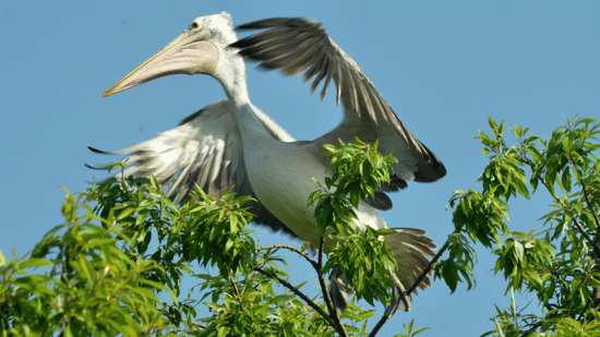 A close up shot of a spot billed pelican perched on a tree with blue sky in the background.