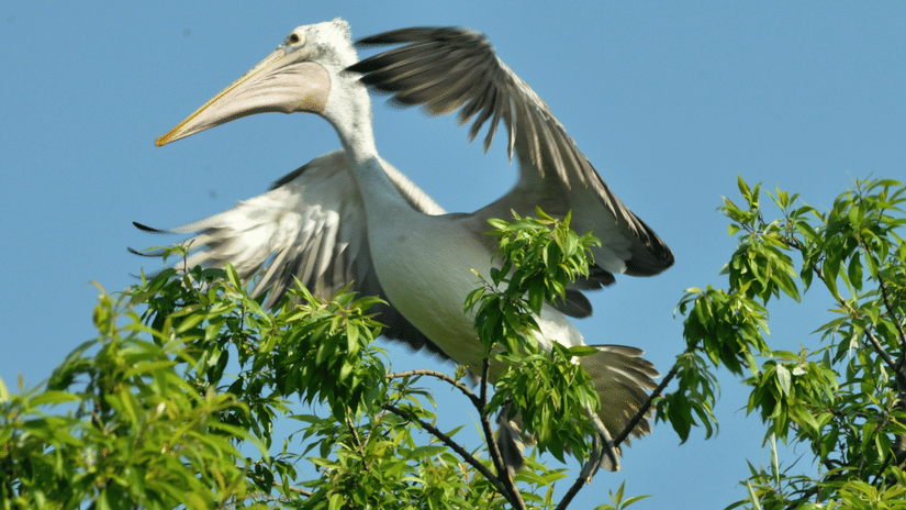 A close up shot of a spot billed pelican perched on a tree with blue sky in the background.
