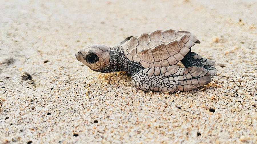 A baby sea turtle on a sandy beach.