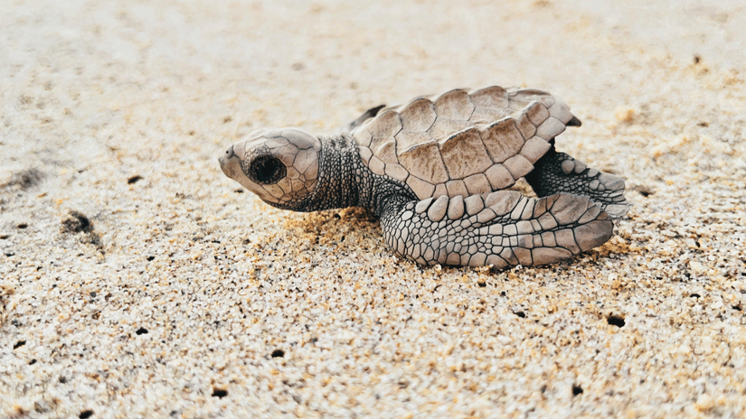 A baby sea turtle on a sandy beach.