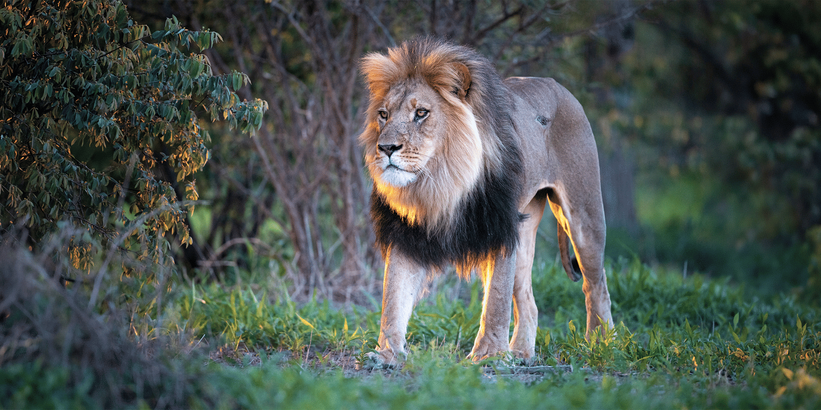 kalahari website