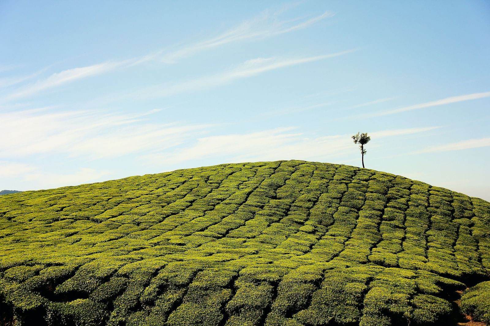 an image of mesmerising tea estates of munnar captured during the day.