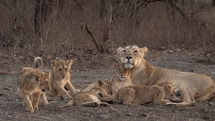 Family of Lions Playing in the Wilderness