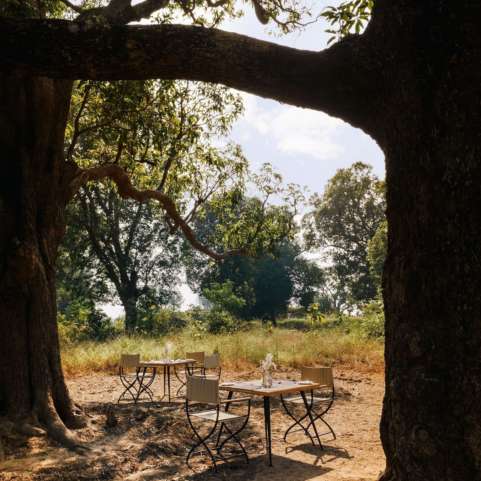 Outdoor dining among the trees at Trees N Tigers, Tadoba.