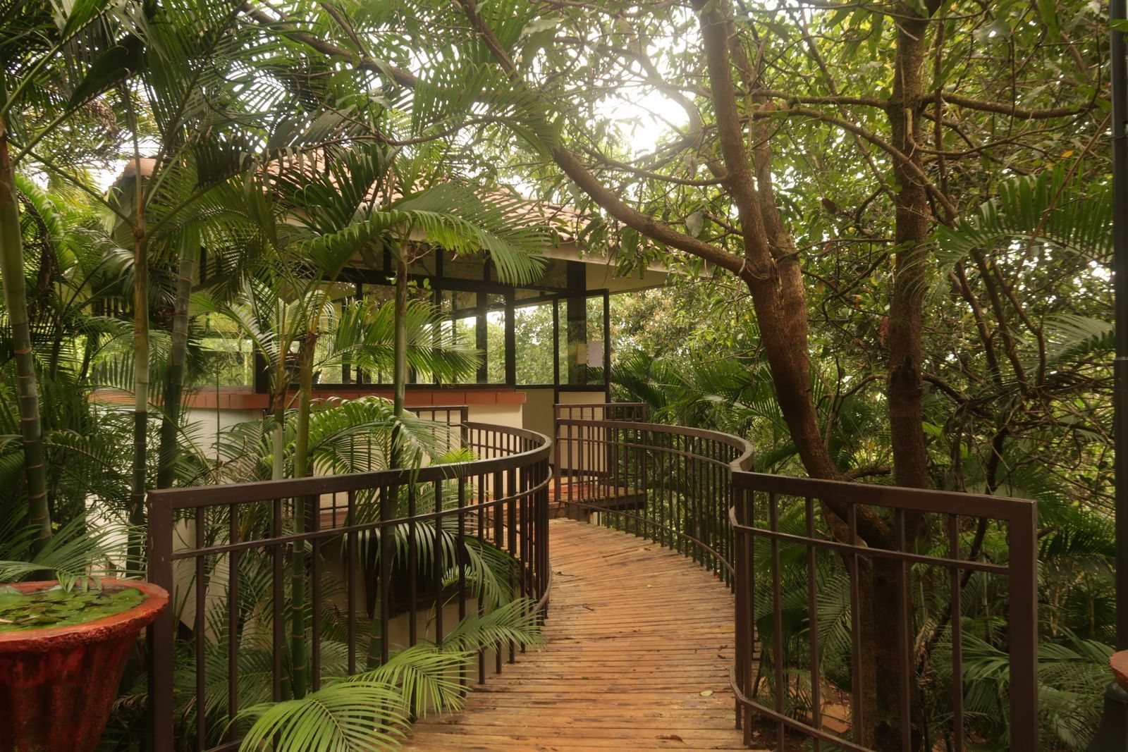 A wooden walkway meanders through a verdant, tree-filled area at Forest Escape resort.