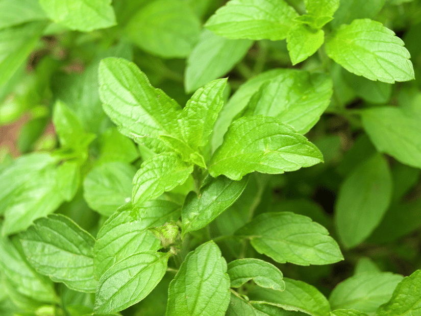 A close-up of a leafy green herb plant with bright new growth