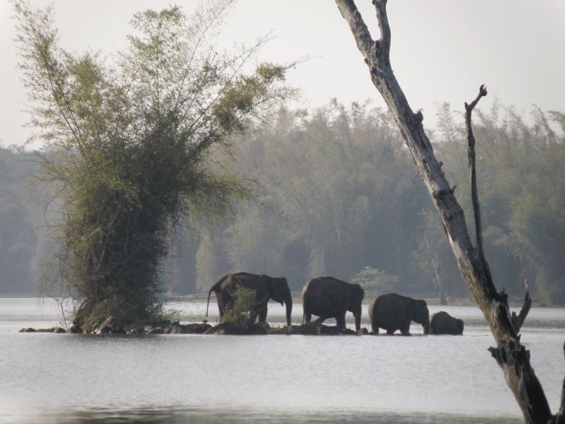 A group of Asian elephants wading through shallow river waters, surrounded by misty trees and calm reflections.
