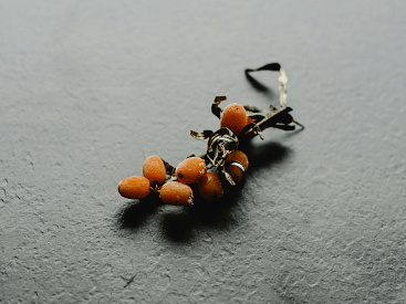 A sparse twig with small orange berries lies on a textured gray background.