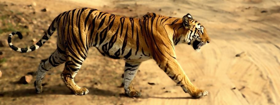 Tiger Camp Resort, Corbett Uttarakhand Bengal Tiger Corbett 8