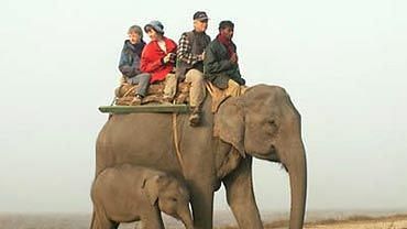 Tiger Camp Resort, Corbett Uttarakhand Elephant Safari Corbett3
