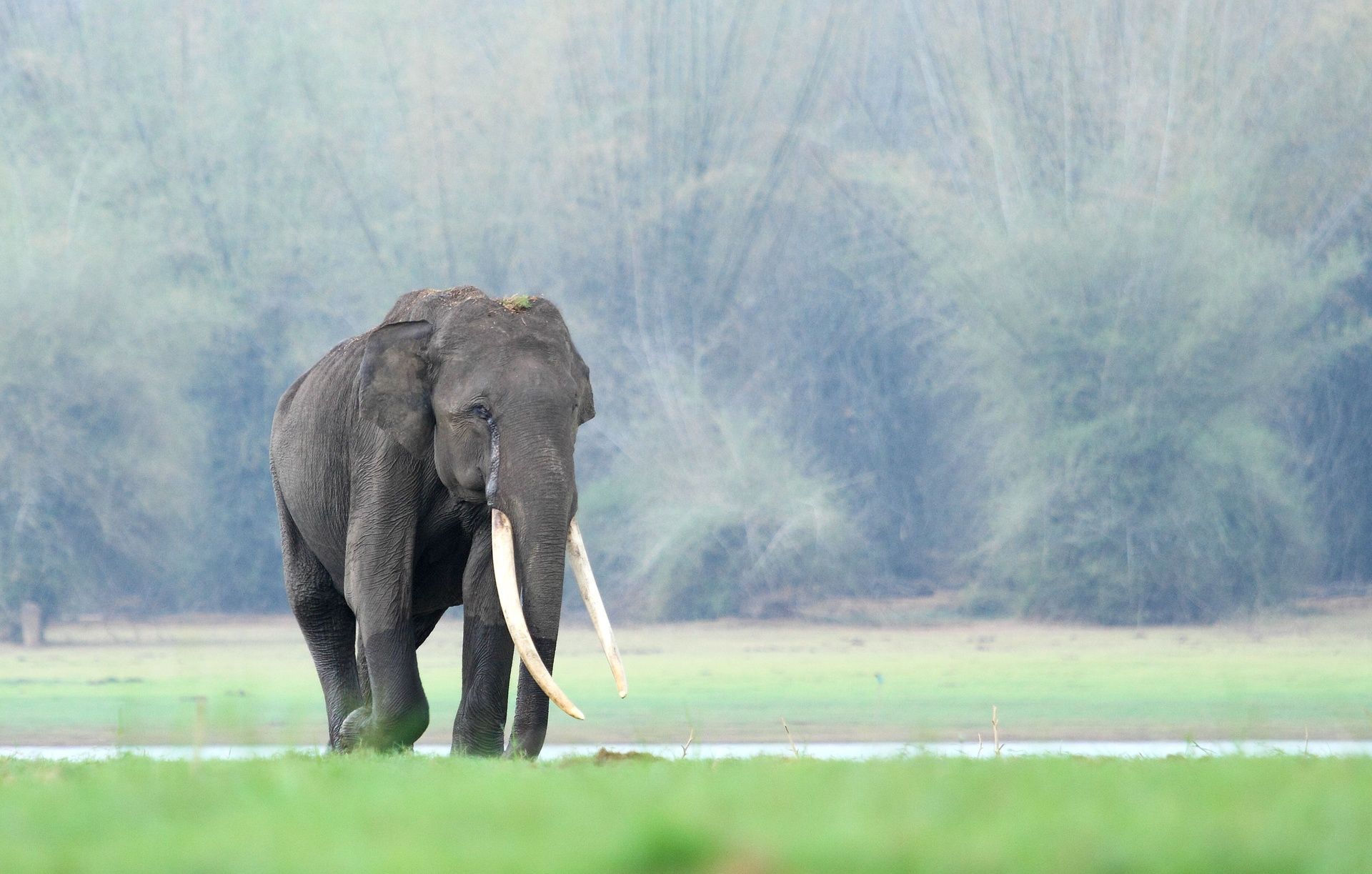 Indian elephant with long tusks in a grassy landscape.