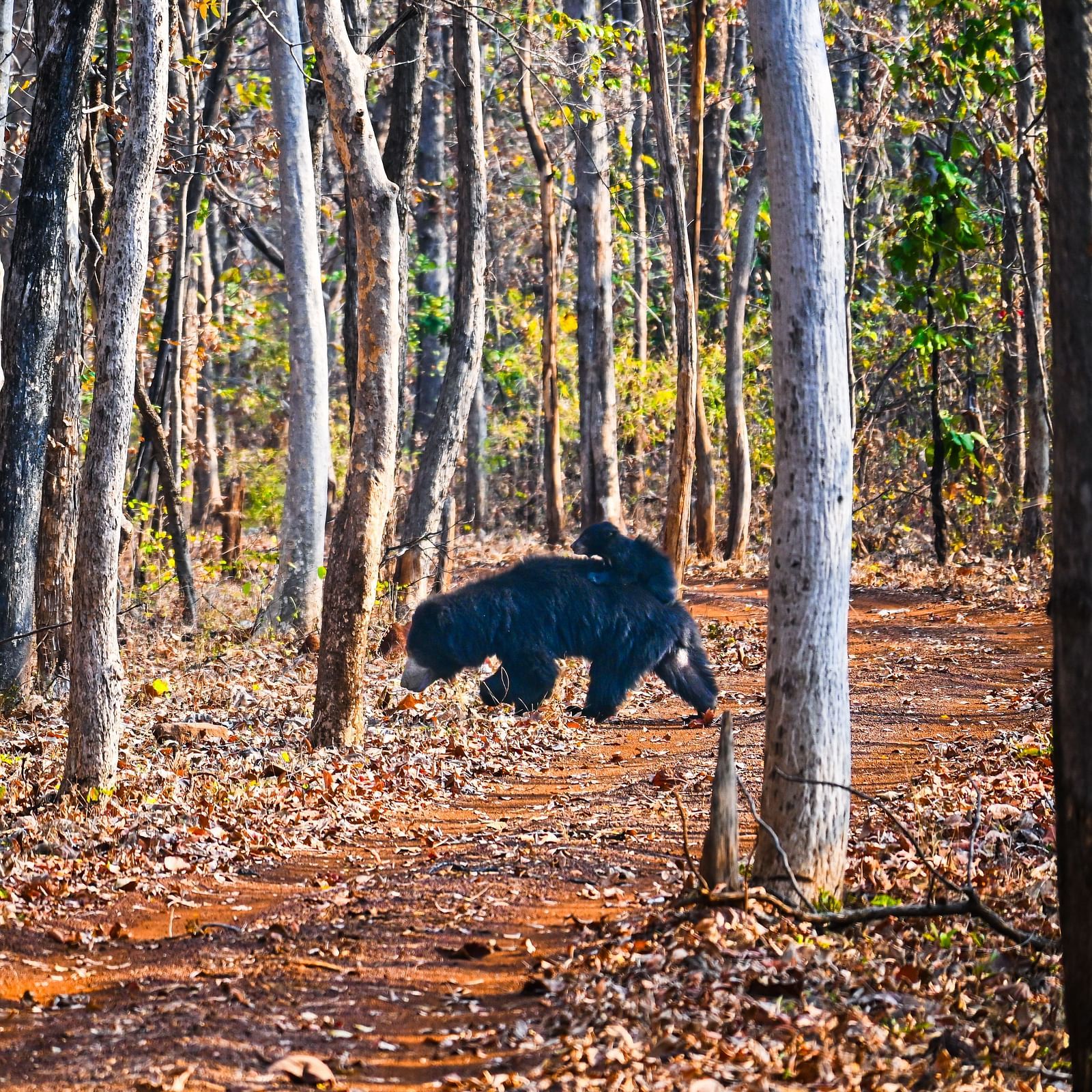 A black bear on a walk at Tadoba Andhari Tiger Reserve.