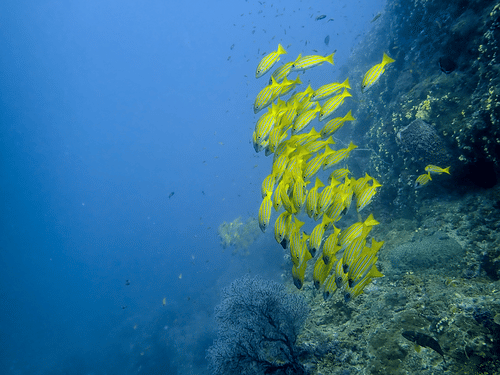 A vibrant school of yellow fish swimming along a coral-covered reef wall in the clear blue waters of Havelock, Andaman.