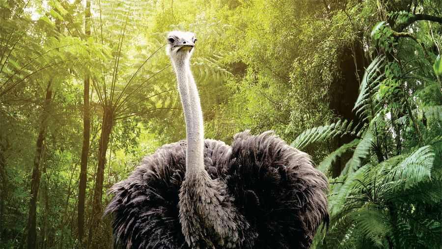 An Ostrich surrounded by green foliage - EsselWorld Bird Park