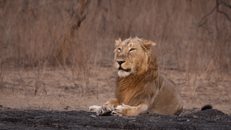  The new ruling dominant male Billiwada male of Rantanguna