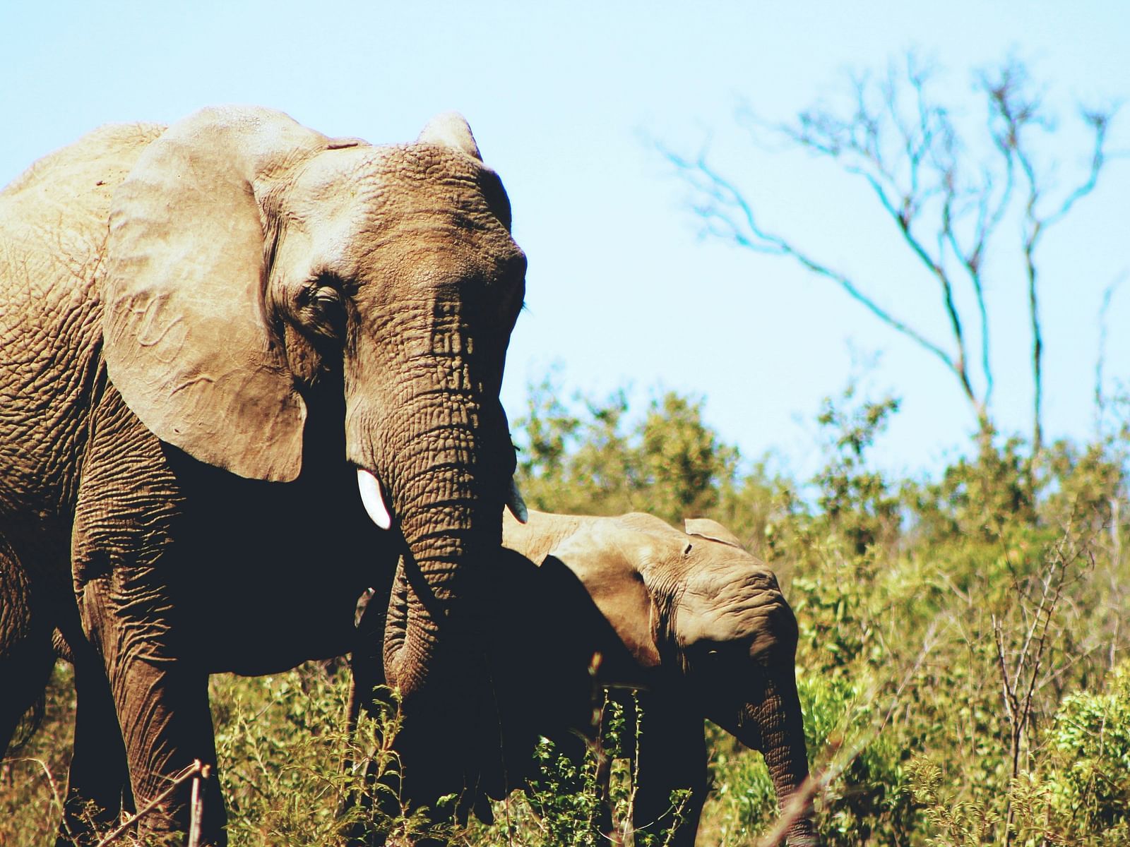 An elephant with its calf in a savannah landscape, with sparse trees and blue sky in the background.