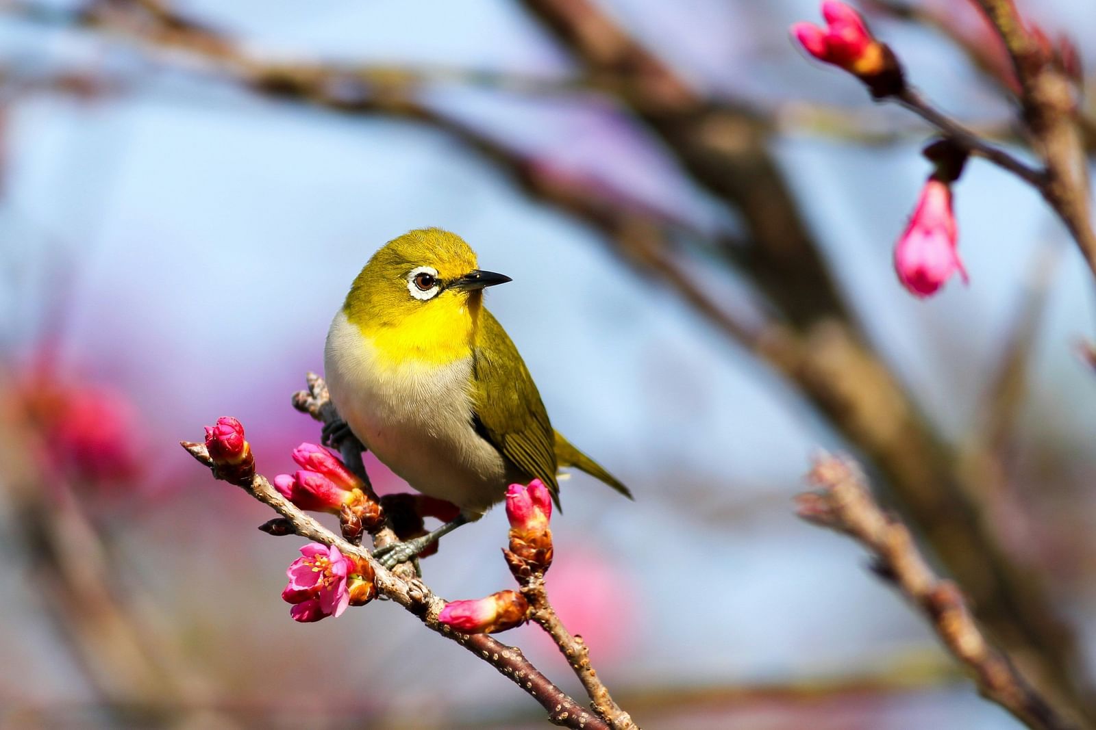 a close up shot of a bird perched on a branch with the background blurred