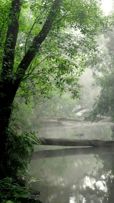 Misty river flowing through a dense forest in Coorg, with a fallen tree trunk over the water.