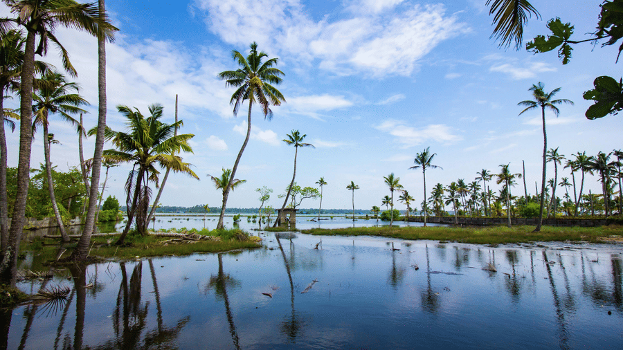A calm coastal scene with tall palm trees reflected in still water under a bright blue sky.