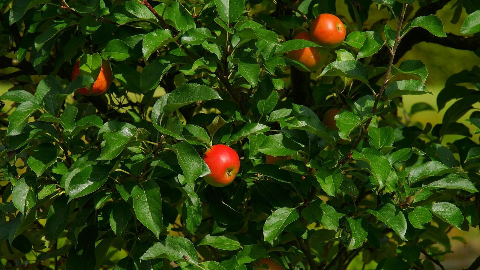 Pomegranate tree with ripe, red fruits among green leaves.