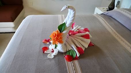 Ceibadecor