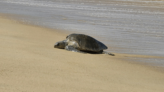 Sea turtle crawling on a sandy beach.