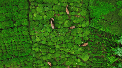 A aerial view of goats grazing at the pastures in Coonoor - Weekend places near Coimbatore -