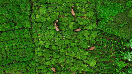 A aerial view of goats grazing at the pastures in Coonoor - Weekend places near Coimbatore -