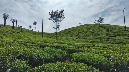 tea garden