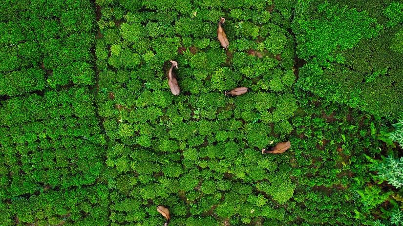 A aerial view of goats grazing at the pastures in Coonoor - Weekend places near Coimbatore - Ibex Stays & Trails, Coonoor (Leewood).