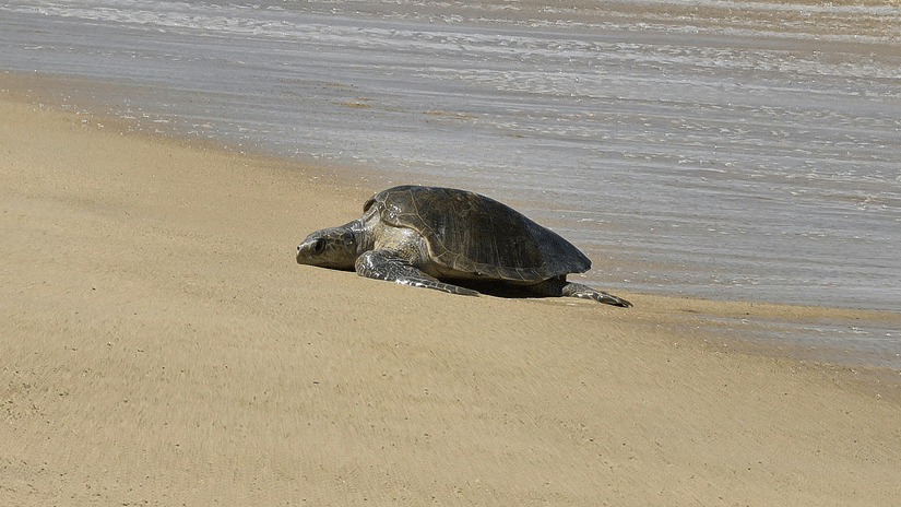 Sea turtle crawling on a sandy beach.
