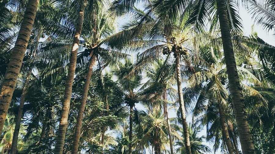 View of coconut trees with blue sky in the background.