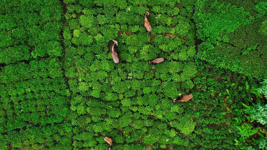 A aerial view of goats grazing at the pastures in Coonoor - Weekend places near Coimbatore - Ibex Stays & Trails, Coonoor (Leewood).