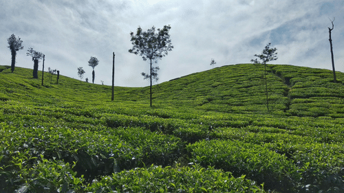 An image of a lush green tree plantation with single trees placed a few paces apart