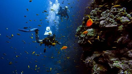 A diver exploring a vibrant coral reef with colourful fish.