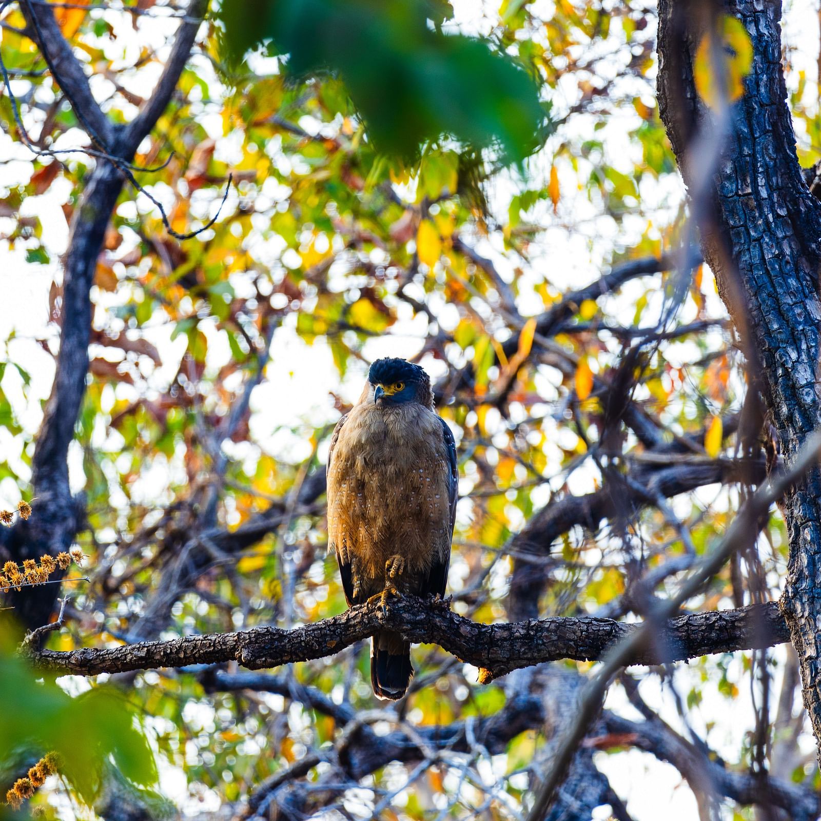 A bird perched on a branch at Tadoba Andhari Tiger Reserve.