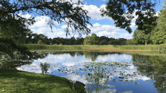 a pond with the reflection of the sky and greenery surrounding it