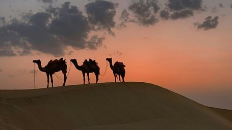 Three camels standing on a sandy dune after the sunset with orange hues in the sky.