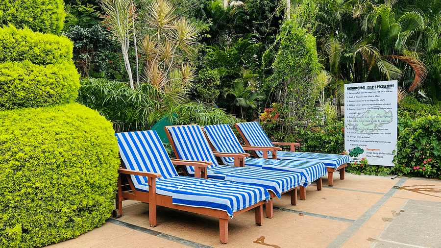 Image of four lounge chairs beside with plants in the background at Coorg Jungle Camp.