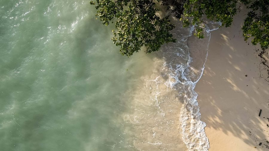 A close-up view of the shoreline with soft waves gently lapping at the sand. Palm trees and dense greenery line the edge of the beach, enhancing the serene vibe - Coral Reef Resort & Spa, Havelock