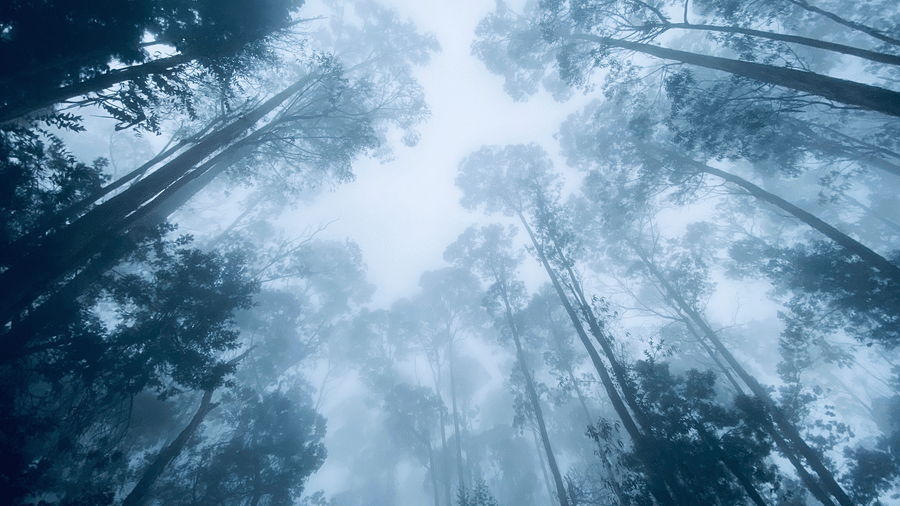 Exploring the Enchanting Pine Tree Forests of Kodaikanal and The Carlton Hotel