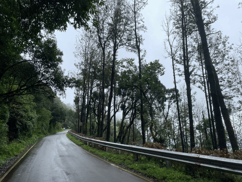 An empty road with trees on the right and a hill on the left side
